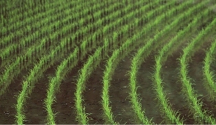 خشکه کاری، راهکاری برای توسعه برنج در مناطق کم آب کشور