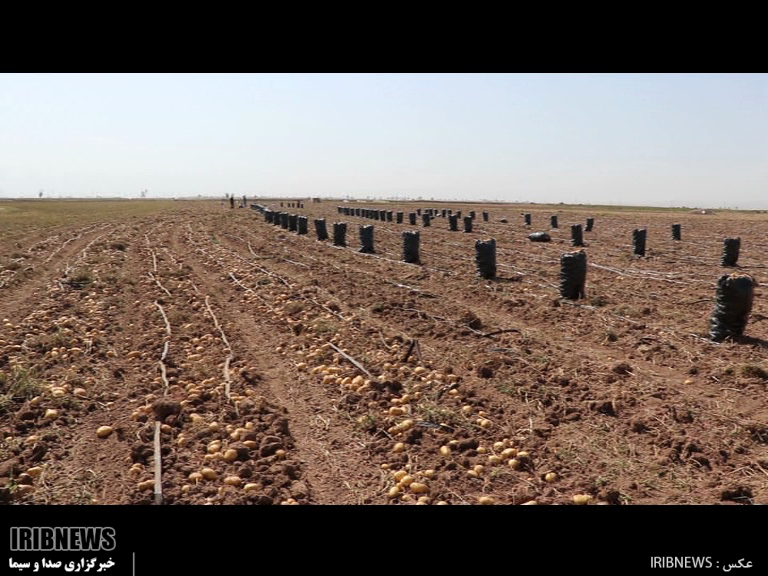 توسعه کشت ارگانیک سیب زمینی در استان