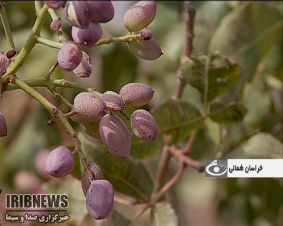 آغاز برداشت پسته از باغ های خراسان شمالی