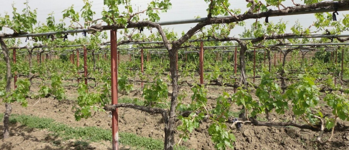 داربستی شدن بیش از ۵ هزار هکتار باغ انگور در استان قزوین
