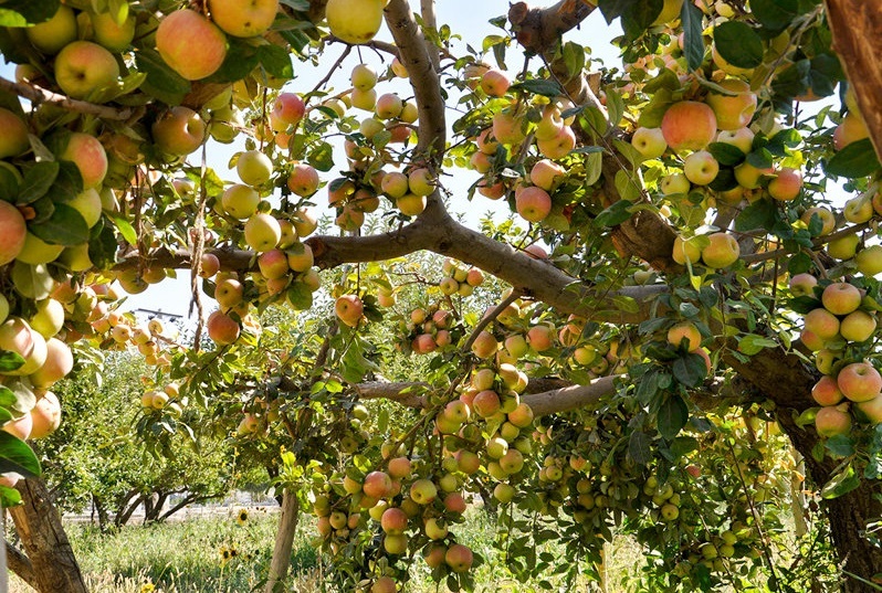 برداشت بیش از 16 هزار تن سیب از باغ های نیشابور