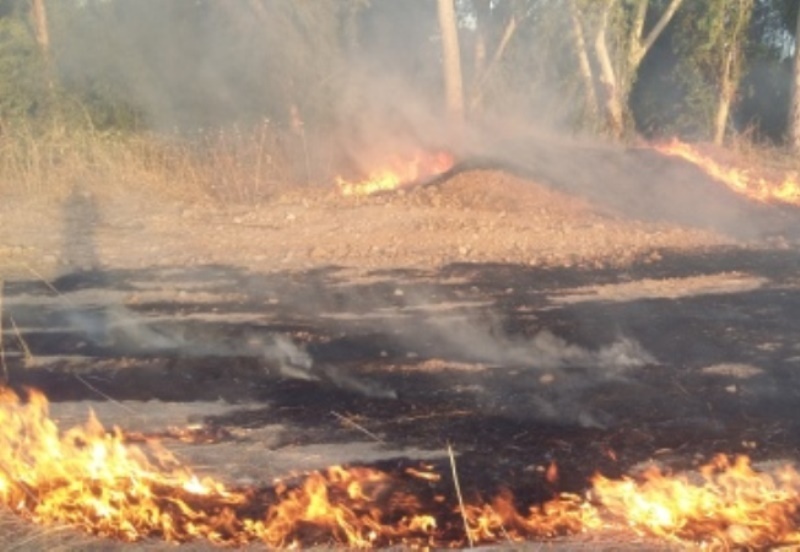سوختن 10 اصله درخت اوکالیپتوس در آتش سوزی پارک جنگلی لادن دزفول