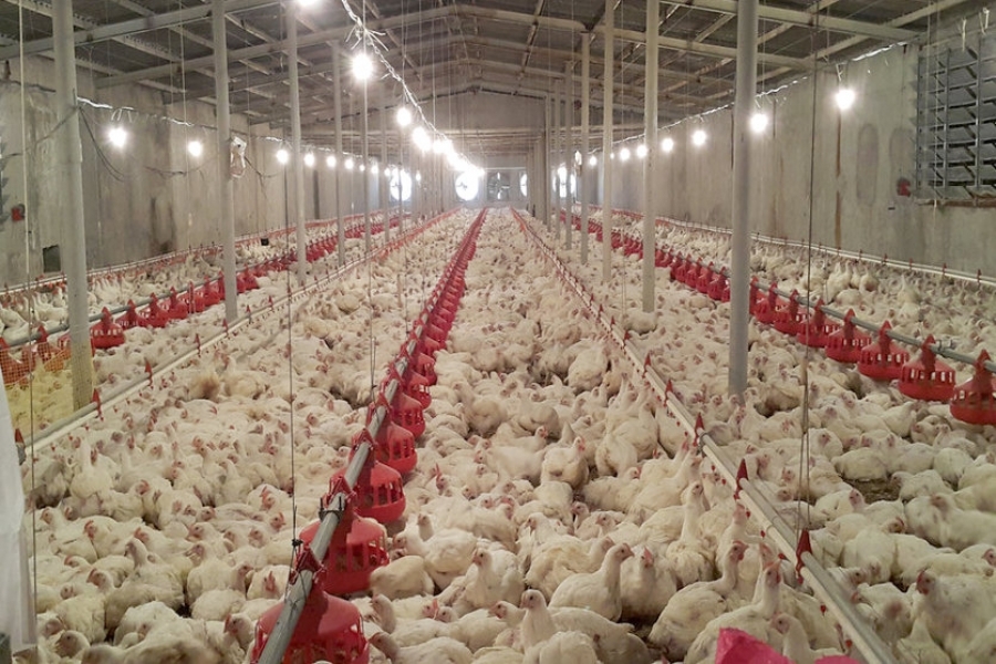 راه اندازی دومین زنجیره تولید مرغ گوشتی در قزوین