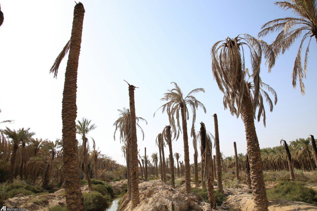 146 میلیارد ريال خسارت شوری آب به کشاورزی خرمشهر
