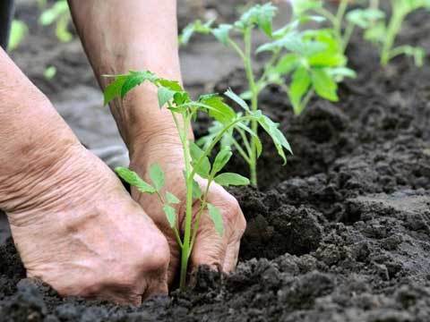 کاشت گیاهان جایگزین حبس