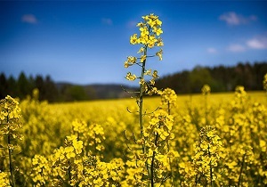 کلزا در ۱۷ هزار هکتار از مزارع قزوین کشت می‌شود