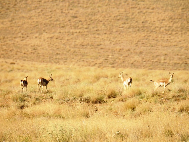 دستگیری 28 شکارچی