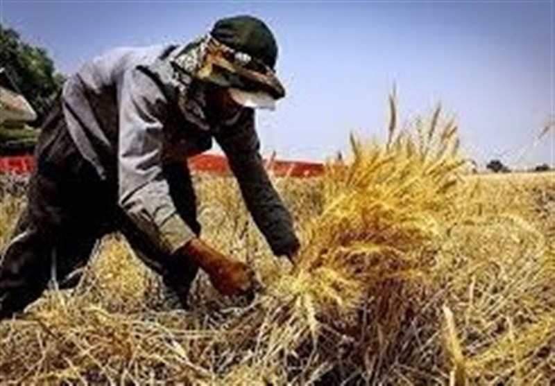 استان رتبه ۵ کشور در زمینه پرداخت تسهیلات روستایی