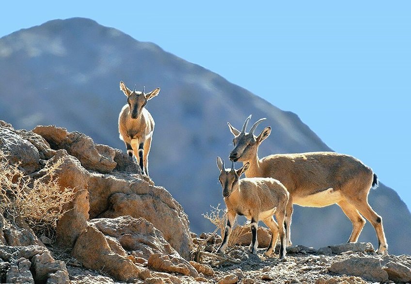 سرشماری پاییزه حیات وحش در فارس؛ آبان