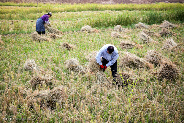 برداشت برنج از شالزارهای سیروان وچرداول +گزارش