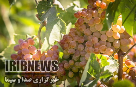 پیش بینی برداشت 83 هزار تن انگور – زنجان