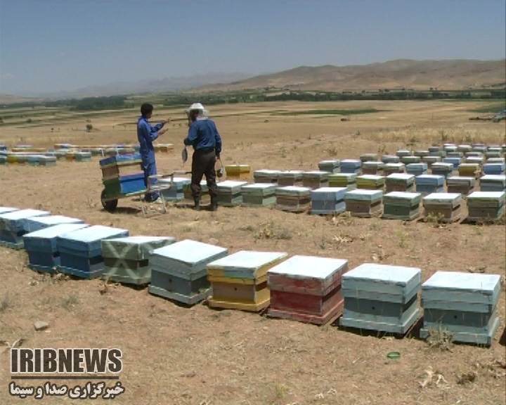 آغاز سرشماری کلنی‌های مزارع زنبور عسل در استان کرمانشاه