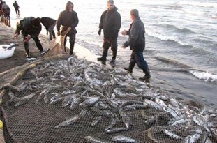 تغییر زمان فصل صید ماهیان استخوانی دریای خزر