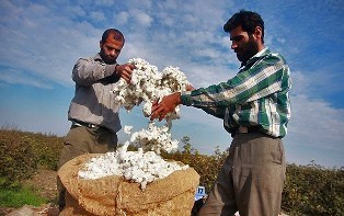 تصفیه 30 هزار کیلوگرم پنبه در مازندران