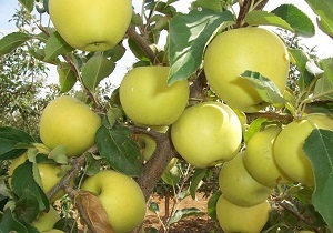 خرید ۳۰۰ تن سیب درختی از باغداران استان
