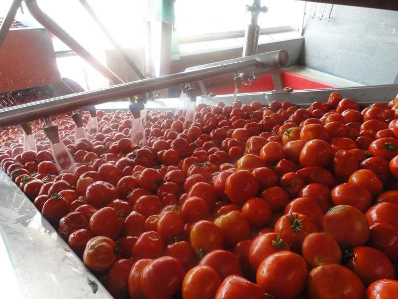 رونق تولید رب گوجه فرنگی در محلات