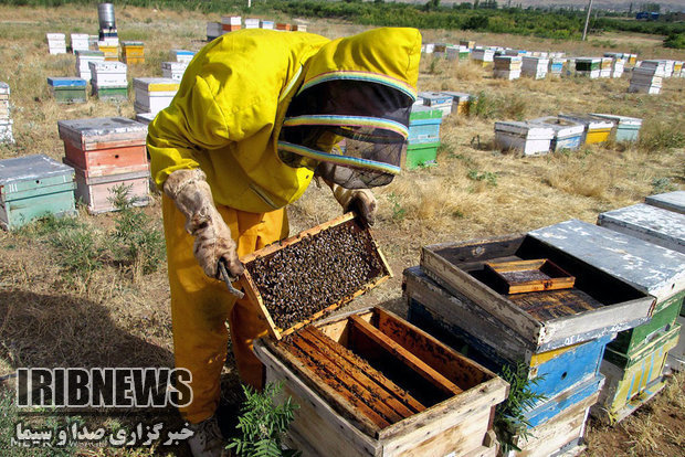 آغاز طرح آمارگیری زنبورستانهای شهرستان مهاباد