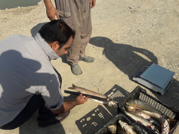 صید ماهی در سد تنگاب فیروزآباد