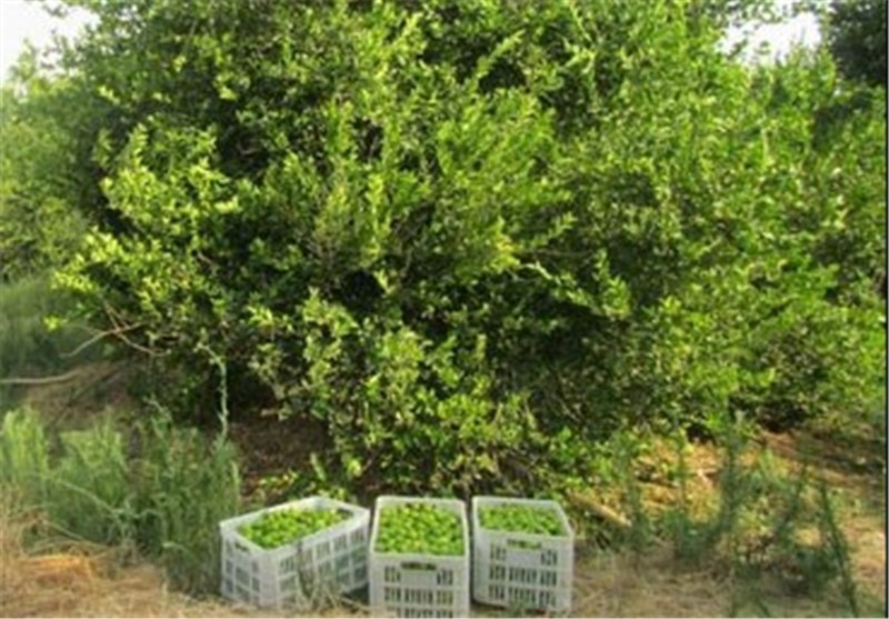 برداشت لیمو در 120هکتار از باغات چرام