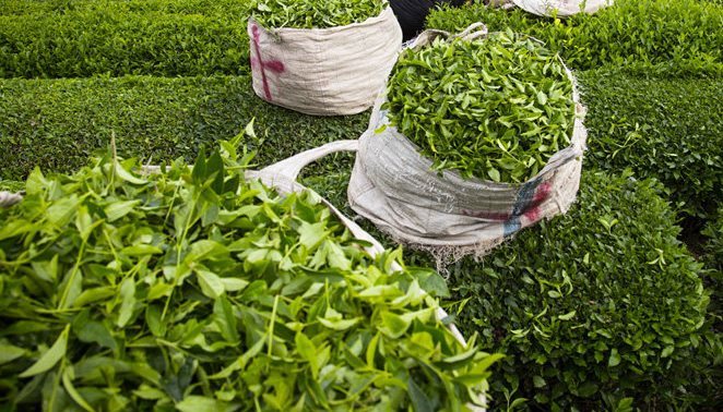 خریداری بیش از ۱۰۹ هزار تن برگ سبز چای از چایکاران