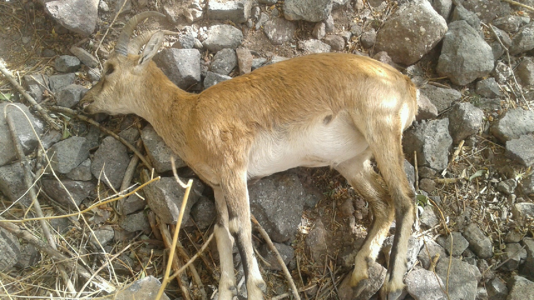 کنترل بیماری طاعون نشخوارکنندگان کوچک در طالقان