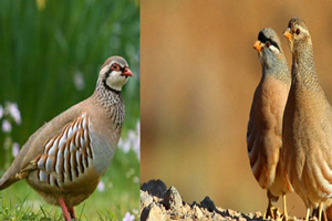 رها سازی ۲۵ قطعه پرنده در منطقه حفاظت شده کهیاز