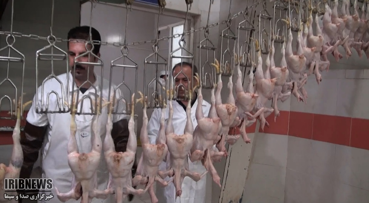 مرغداران، حداکثر در ۴۵ روز کشتار کنند