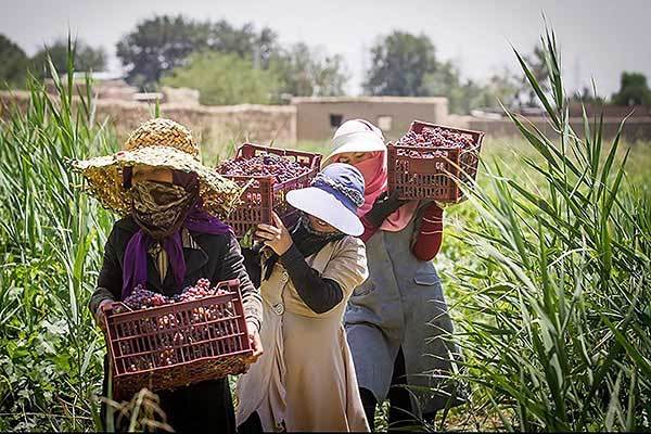 پیام وزیر جهاد کشاورزی به مناسبت روز جهانی 