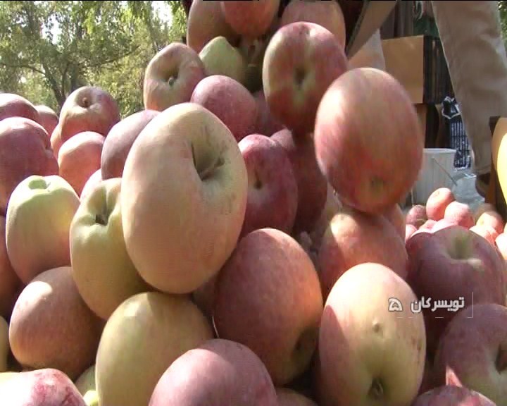 جشن شگرگزاری برداشت سیب در فرسفج