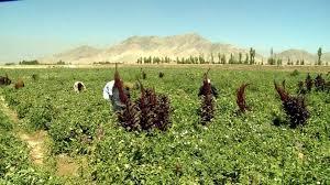 کشاورزان فارسی در دام کلاهبرداران میلیاردی