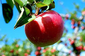 برداشت سیب درختی از باغ های خسروشیرین
