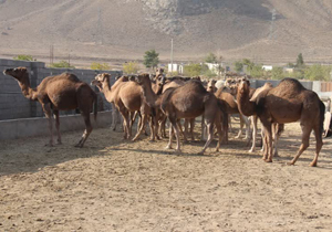 آغاز فعالیت مزرعه پرورش شتر در فرخ‎شهر