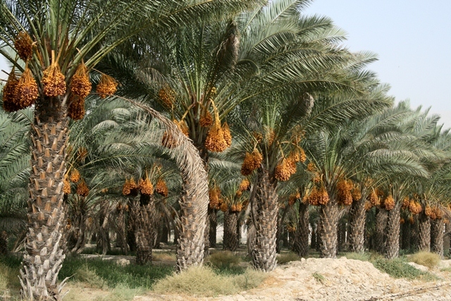 گزارش مکتوب  ...... اما و اگرهای تولید و صادرات خرما در استان بوشهر