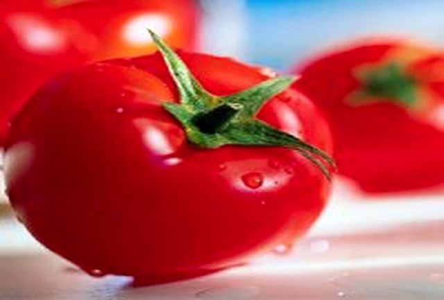 افزایش برداشت گوجه فرنگی در نیشابور