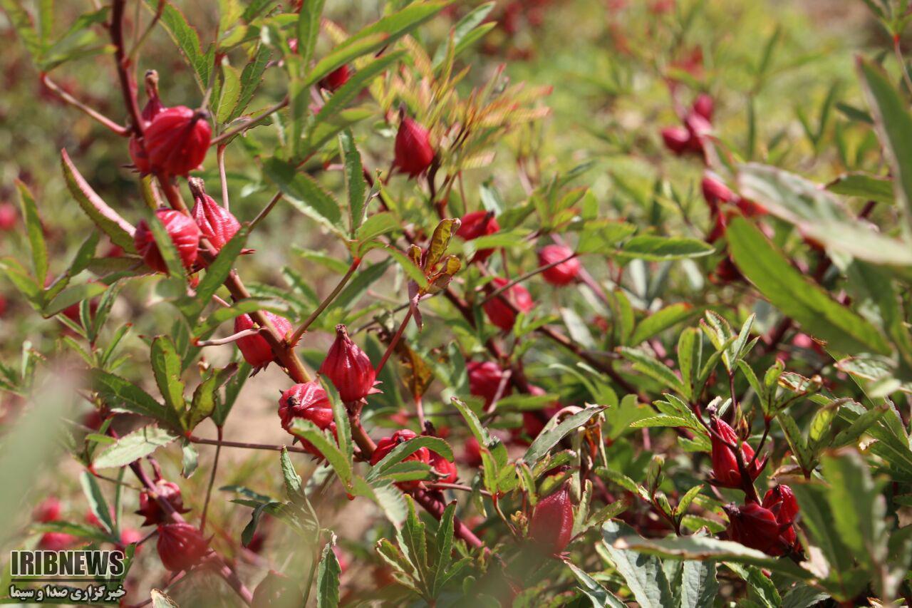 برداشت چای ترش از مزارع لارستان