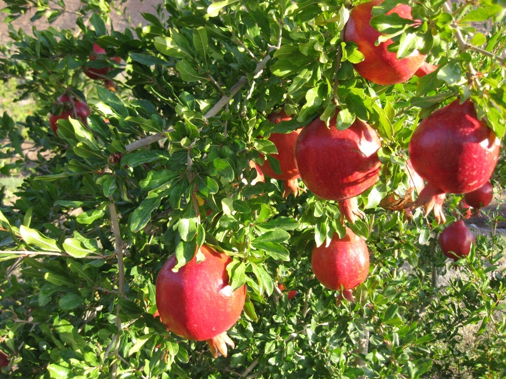 جشن یاقوت های سرخ در خوزستان