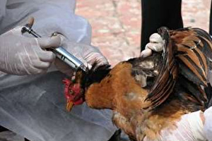 ورود محموله‌های آلوده به آنفلوانزای فوق حاد پرندگان