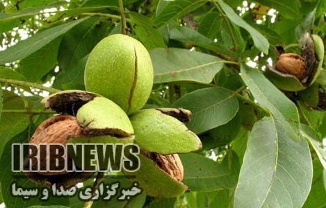 تولید هزارو 500 اصله نهال گردوی پیوندی در خراسان شمالی