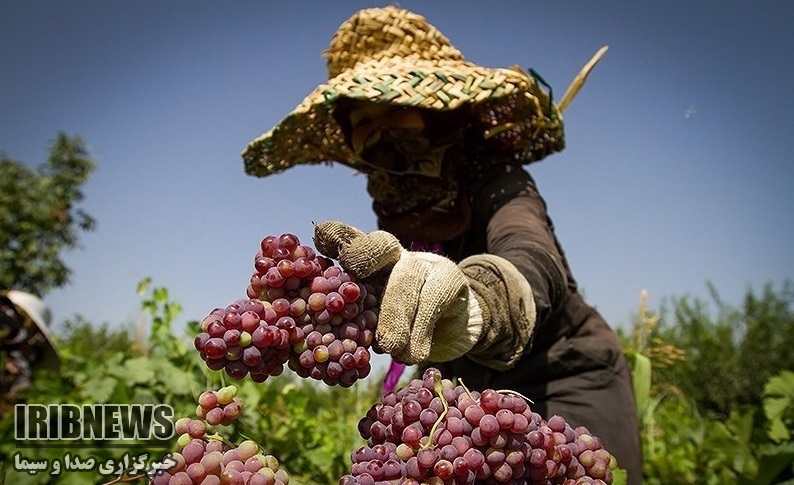 پیش بینی برداشت بیش از 600 تن انگور از تاکستانهای مهاباد