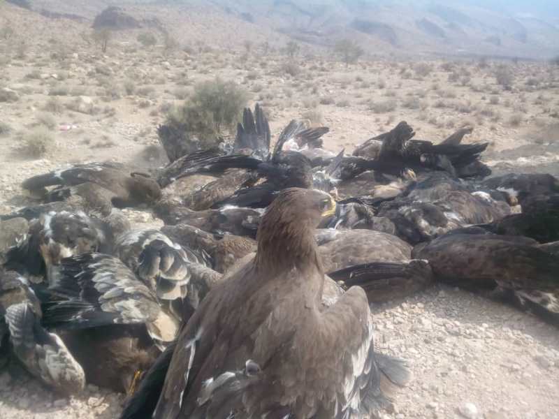 علت تلف شدن پرندگان شکاری در سروستان بیماری آنفلوانزای مرغی نبوده است.