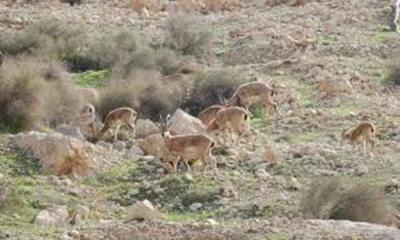 آغاز سرشماری وحش در مناطق حفاظت شده اصفهان