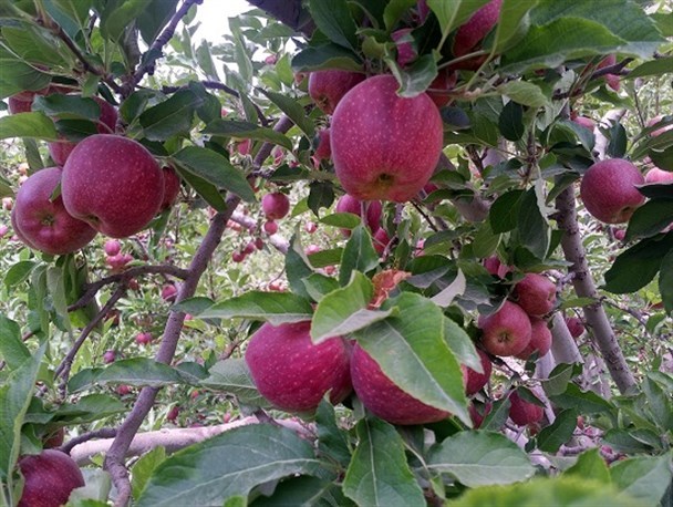 افزایش تولید سیب استان در سال آینده