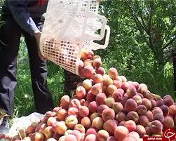 پیش بینی برداشت بیش از ۲۷۰ هزار تن انواع میوه در کهگیلیویه وبویراحمد