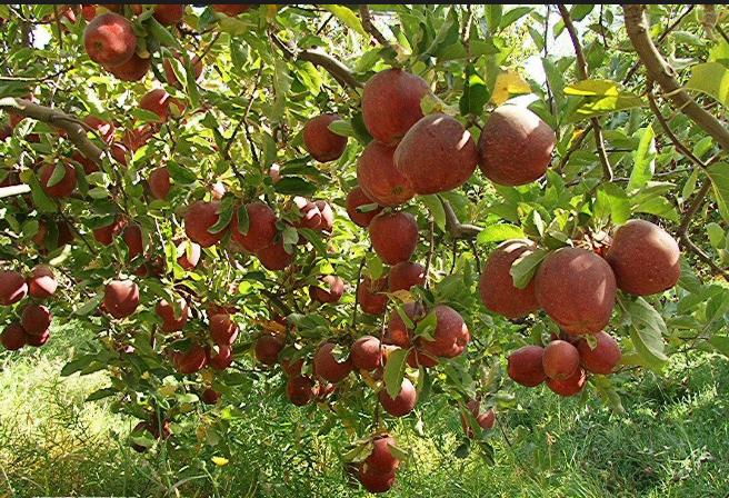 پیش بینی تولید 3.2 هزار تنی سیب در ایران