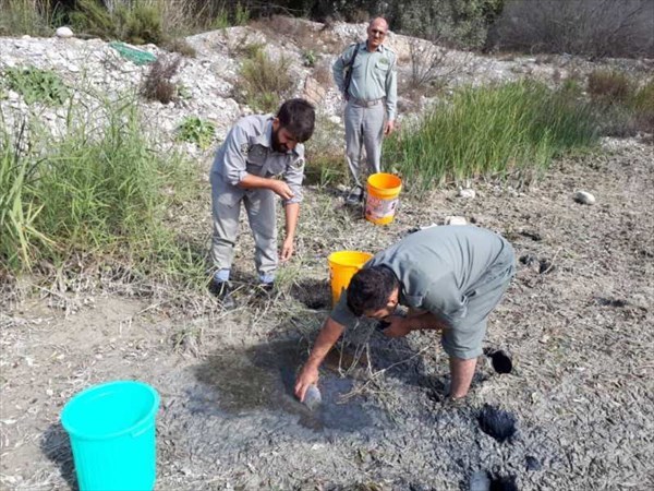 نجات  ۳ هزار قطعه ماهی گرفتار شده در رودخانه زهره باشت