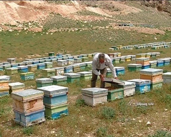 سرشماری زنبورستان های کشور