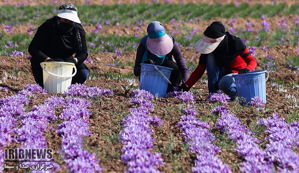 آغاز برداشت طلای سرخ در سروآباد