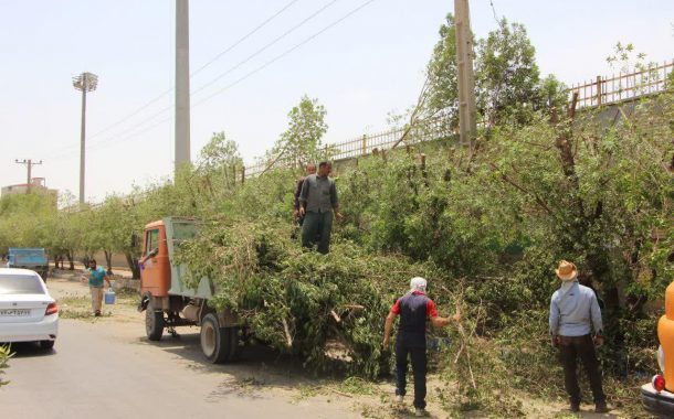 کنوکارپوس، درتقابل با زیرساخت های شهری اهواز