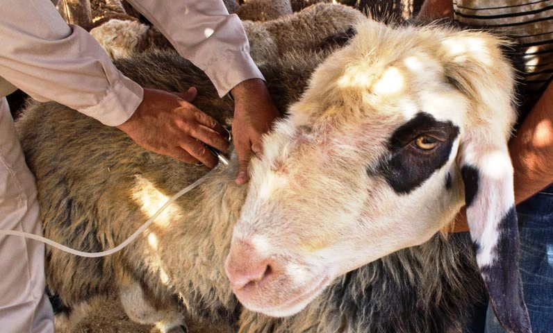 واکسینه شدن دام و طیور در استان