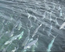 رهاسازی بیش از 9 میلیون قطعه بچه ماهی قزال آلا در واحدهای آبزی پروری استان مرکزی
